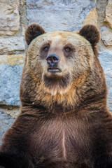 Fototapeta premium a closeup image of Eurasian brown bear. One of the most common subspecies of the brown bear, and is found in much of Eurasia.