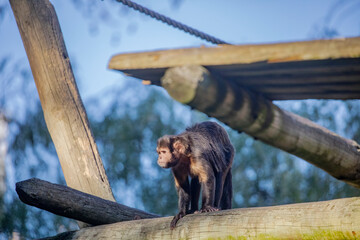 The golden-bellied capuchin (Sapajus xanthosternos) is a species of New World or neotropical monkey. It lives mainly in trees and are omnivorous, eating a wide variety of both plant and animals.