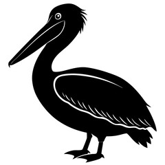 pelican on white background