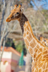 Obraz premium The Angolan giraffe (Giraffa angolensis) has large brown blotches with edges that are either somewhat notched or have angular extensions. 