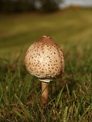 Parasol Mushroom (Macrolepiota procera), Pinnow, Mecklenburg-Western Pomerania, Germany, Europe