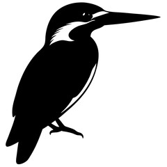 illustration of a bird