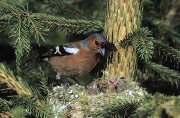 Chaffinch (Fringilla coelebs), male at nest with young