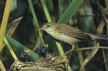 Eurasian Reed Warbler (Acrocephalus scirpaceus) at nest with young