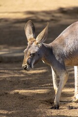 Kangaroo standing on sandy ground.