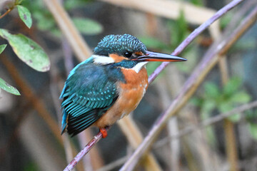 カワセミ川蝉 common kingfisher