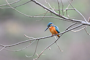 カワセミ川蝉 common kingfisher