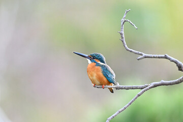 カワセミ川蝉 common kingfisher
