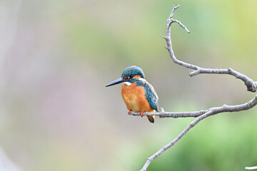 カワセミ川蝉 common kingfisher