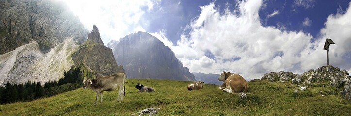 Panoramic view of happy cows at the Piz Ciaulong peak with summit cross on the Langkofel massif,...