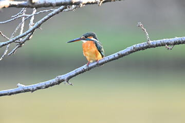 カワセミ川蝉 common kingfisher