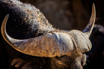 The closeup image of african buffalo. 
it is a large Sub-Saharan African bovine. 
They are widely regarded as among the most dangerous animals on the African continent.