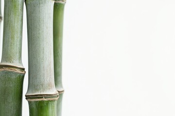 Fototapeta premium A detailed close up view of a bunch of slender green bamboo sticks