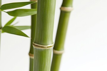 Obraz premium A detailed close up view of a bunch of slender green bamboo sticks