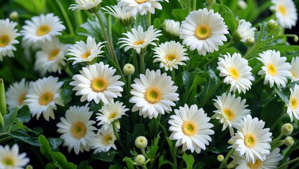 Fototapeta premium Close up of fresh white gerbera daisies in bloom