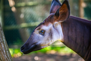 A beautiful Okapi (Okapia johnstoni). An artiodactyl mammal native to the northeast of the...