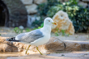 The Yellow-legged Gull (Larus michahellis) is a large seabird found along the Mediterranean coast, parts of Europe, and North Africa. It has a white body, gray wings, and distinctive yellow legs. 