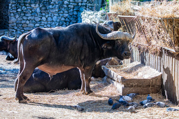 The closeup image of african buffalo. 
it is a large Sub-Saharan African bovine. 
They are widely regarded as among the most dangerous animals on the African continent.