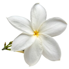 Fototapeta premium Jasmine flower isolated on transparent background