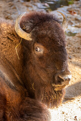 The closeup image of American bison(Bison bison).
A bison has a shaggy, long, dark-brown winter coat, and a lighter-weight, lighter-brown summer coat.