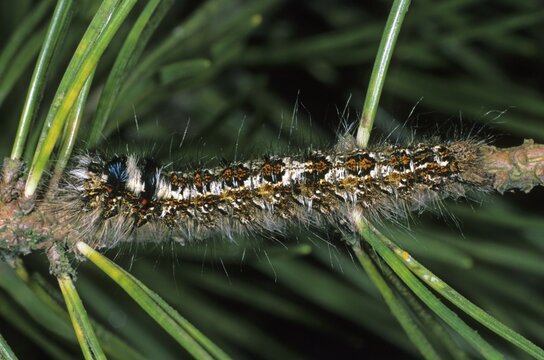 Pine-tree Lappet Moth (Dendrolimus pini), caterpillar feeding on a pine tree