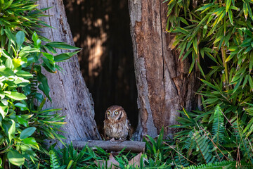 The Tropical Screech Owl (Megascops choliba) is a small, nocturnal owl found in forests, savannas, and urban areas across Central and South America. 