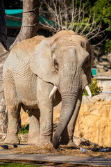 The African elephants (Loxodonta africana) at Lisbon Zoo (Jardim Zoologico de Lisboa) are majestic, large mammals with big ears and curved tusks.