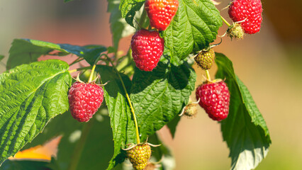 A bunch of red raspberries hanging from a tree. The raspberries are ripe and ready to be picked