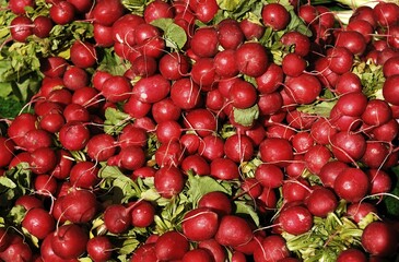 Fresh radish (Raphanus sativus subsp. Sativus)