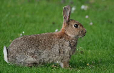 Rabbits are small mammals in the family Leporidae, which is in the order Lagomorpha. Wild.
