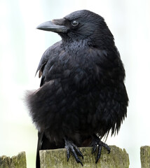 A crow is a bird of the genus Corvus, or more broadly, a synonym for all of Corvus. The word 