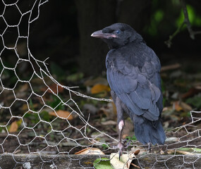A crow is a bird of the genus Corvus, or more broadly, a synonym for all of Corvus. The word 