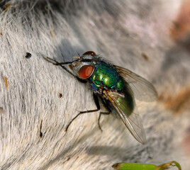 The common green bottle fly is a blowfly found in most areas of the world and is the most well-known of the numerous green bottle fly species