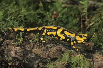 Fire salamander (Salamandra salamandra)