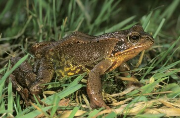 Common Frog (Rana temporaria) foraging