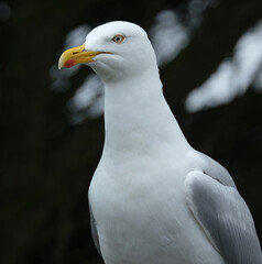 The European herring gull is a large gull, up to 66 cm long. It breeds throughout the northern and western coasts of Europe