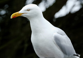 The European herring gull is a large gull, up to 66 cm long. It breeds throughout the northern and western coasts of Europe