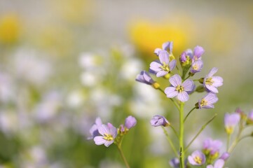 Obraz premium Cuckoo Flower (Card amines pratensis) on a spring meadow