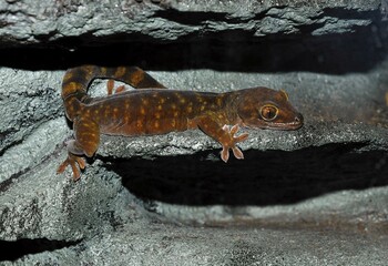 Giant Cave Gecko (Pseudothecadactylus lindneri australis)