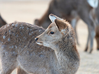 冬の奈良公園に住む子鹿