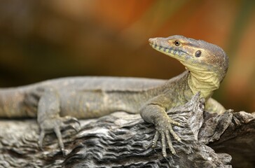 Merten's Water Monitor Lizard (Varanus mertensi), Queensland, Australia, Oceania