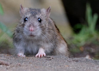 Grey rats are a type of rodent that are often brown or grey in color. They have coarse fur and are...