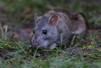 Grey rats are a type of rodent that are often brown or grey in color. They have coarse fur and are most commonly found in urban and rural areas. 