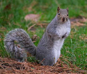 The eastern gray squirrel, also known, particularly outside of the United States, as simply the grey squirrel, is a tree squirrel in the genus Sciurus.