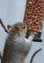 The eastern gray squirrel, also known, particularly outside of the United States, as simply the...