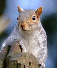 The eastern gray squirrel, also known, particularly outside of the United States, as simply the grey squirrel, is a tree squirrel in the genus Sciurus.