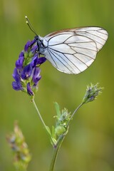 Black-veined white (Aporia crataegi) on a flower
