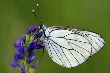 Black-veined white (Aporia crataegi) on a flower