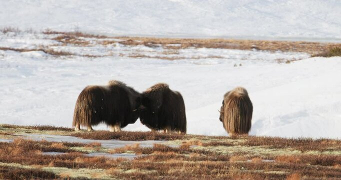 Aggressive large musk oxen bulls in head on fight for female in Norway