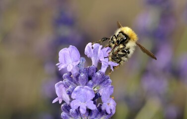 Honey Bee (Apis), feeding, True Lavender (Lavandula angustifolia)